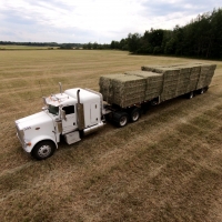 Imported Hay