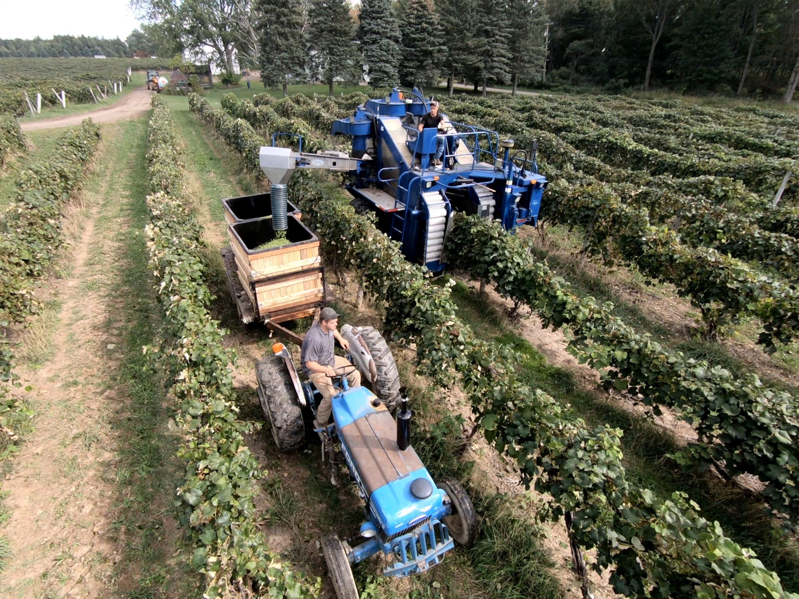 Harvesting grapes at Stefon Hay farms